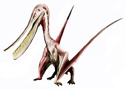 Pterodaustro Teruzor