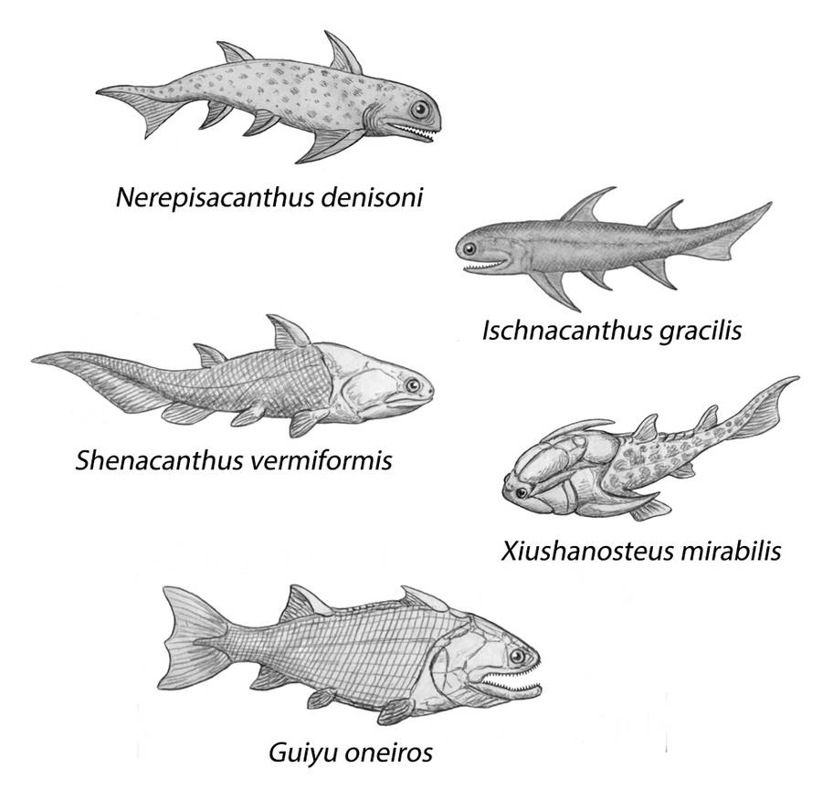 Silüryen Çeneli Balıkları